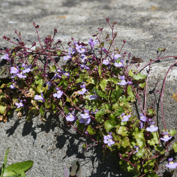 Cymbalaire des murs (Cymbalaria muralis) &copy; Nicolas Macaire / LPO